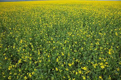 《逆转裁判》系列全球总销量已经逼近一千万套